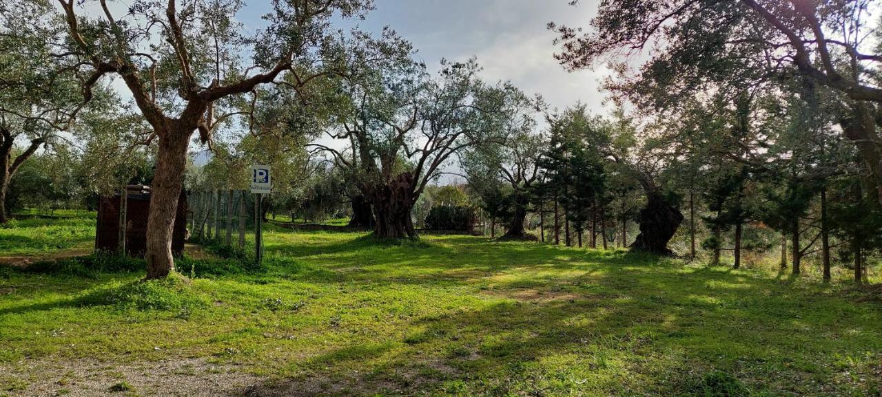 ロッサーノ La Piana Degli Ulivi Bed & Breakfast エクステリア 写真