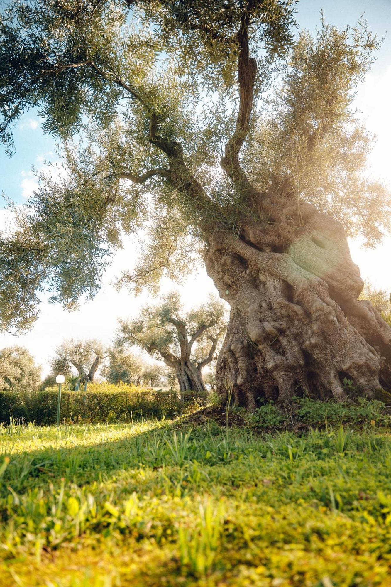 ロッサーノ La Piana Degli Ulivi Bed & Breakfast エクステリア 写真